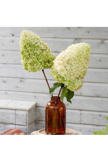 Гортензія ’Геркулес’ у вазі